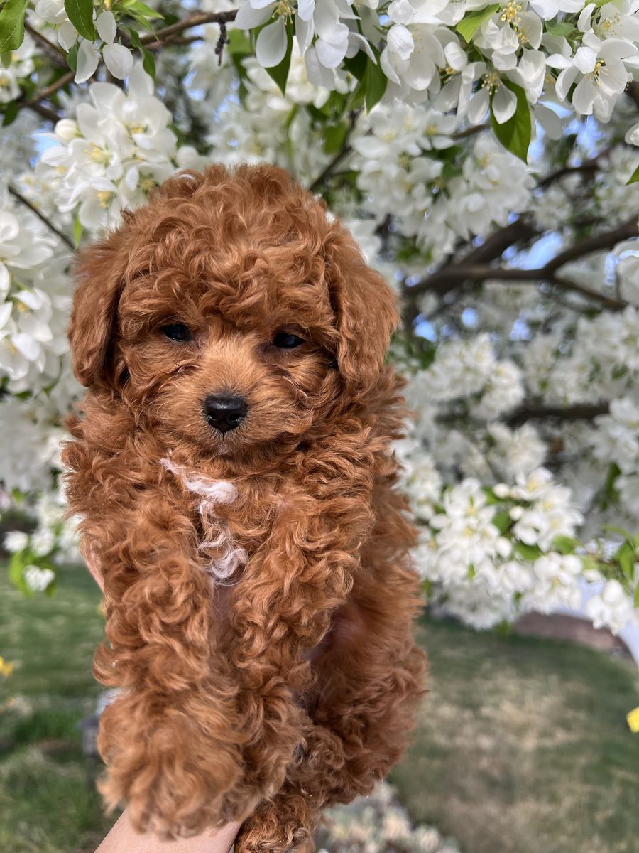 Micro F1bb Goldendoodle male puppy