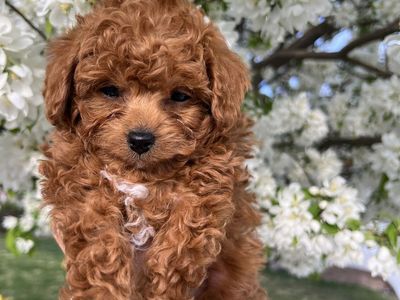 Micro F1bb Goldendoodle male puppy