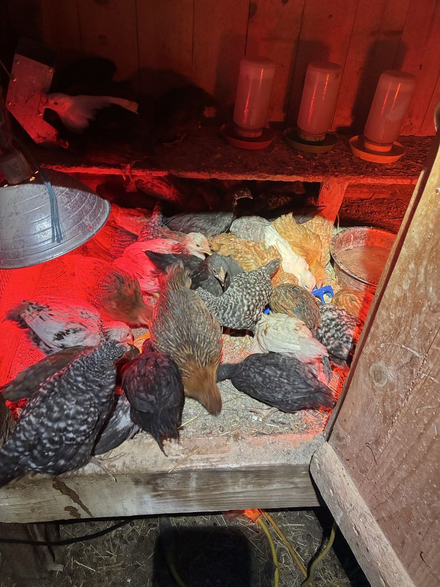 7 week old chicks
