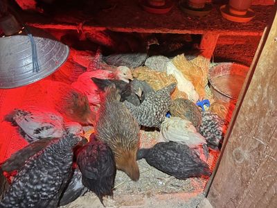 7 week old chicks