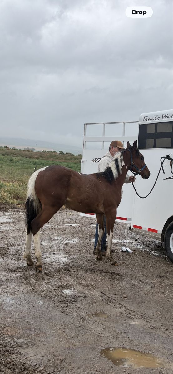 2025 Flashy Tri-Color Ranch/Trail Gelding Prospect Tobiano