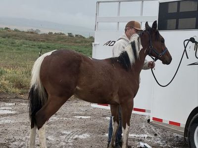 2025 Flashy Tri-Color Ranch/Trail Gelding Prospect Tobiano