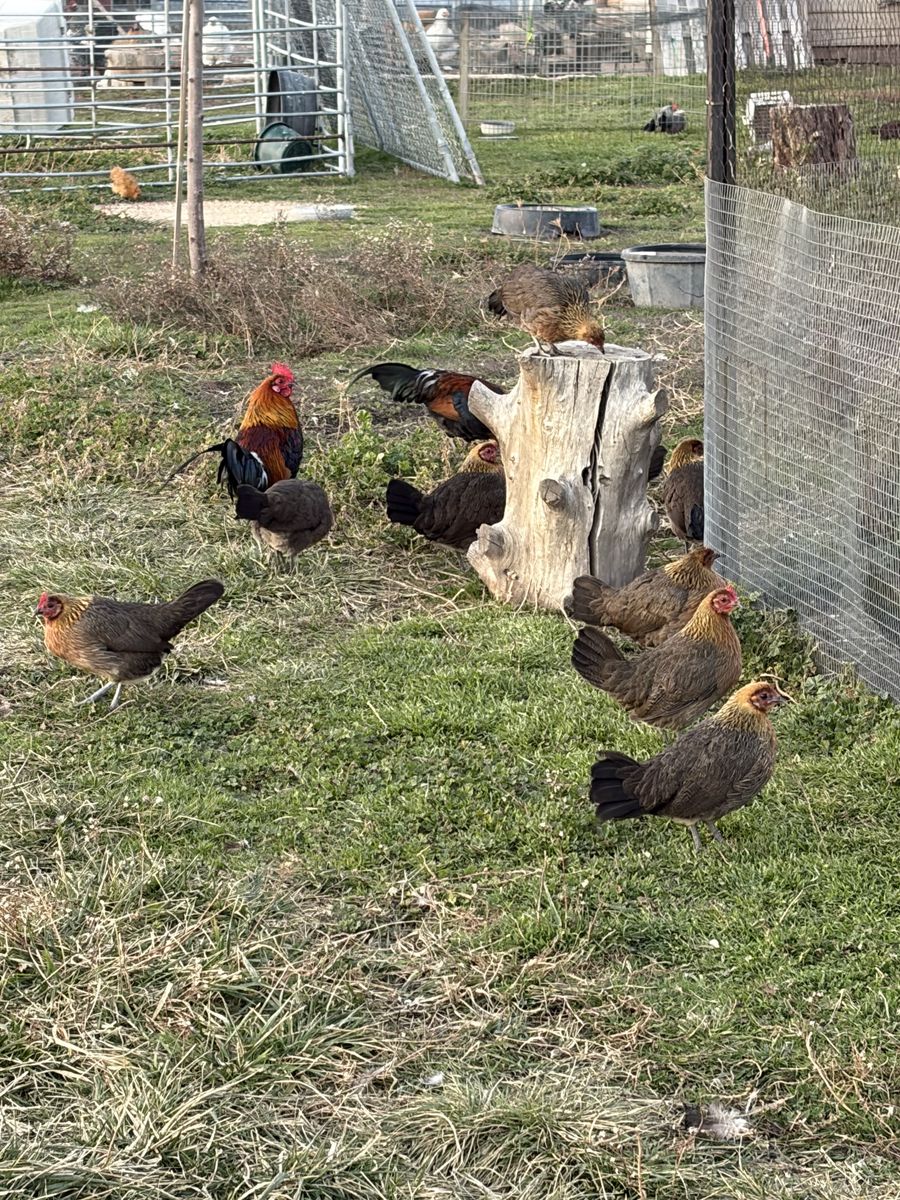 Young Red Indian Jungle Fowls 