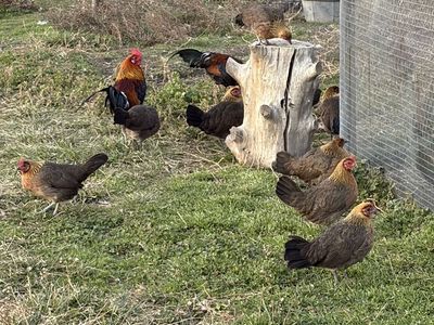 Young Red Indian Jungle Fowls