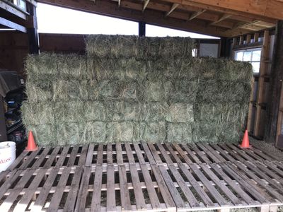 Grass Hay Mix