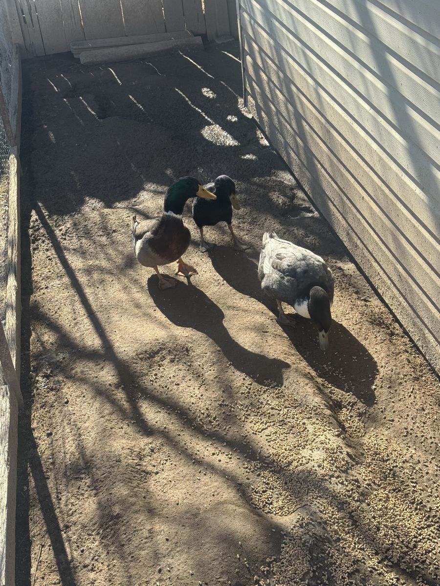 Male Ducks And A Hen
