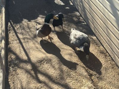 Male Ducks And A Hen