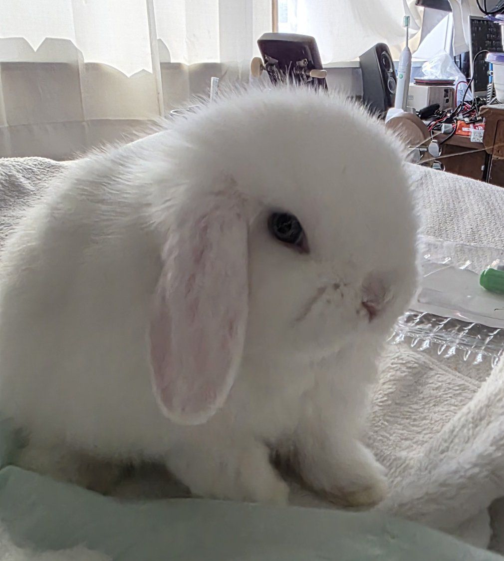 Blue Eyed White Pedigreed male holland lop