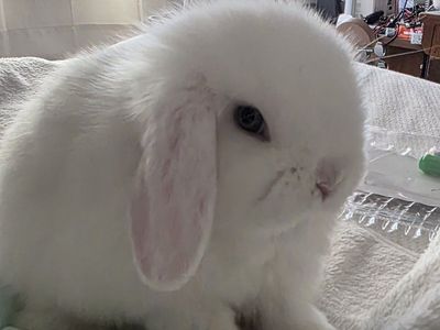 Blue Eyed White Pedigreed male holland lop
