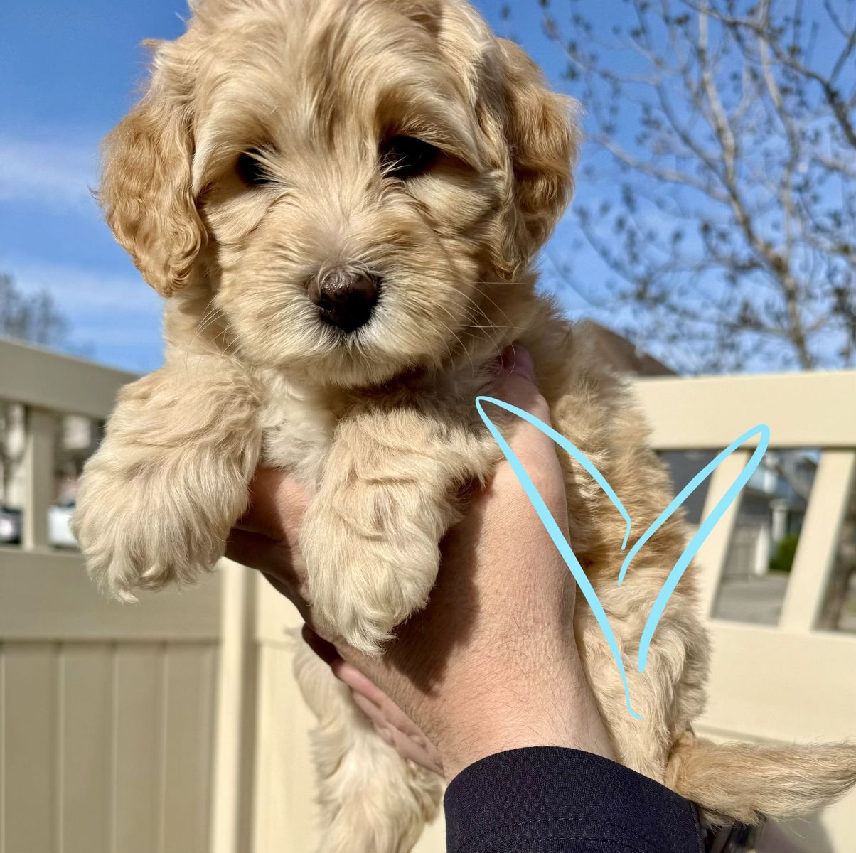 RARE Apricot & Blue Merle Mini Bernedoodle Puppies (Blue Eyes, Non-Shedding)