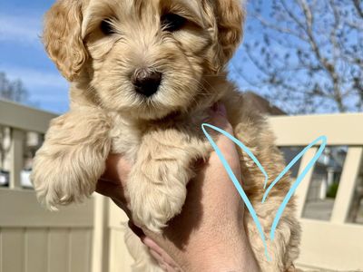 RARE Apricot & Blue Merle Mini Bernedoodle Puppies (Blue Eyes, Non-Shedding)