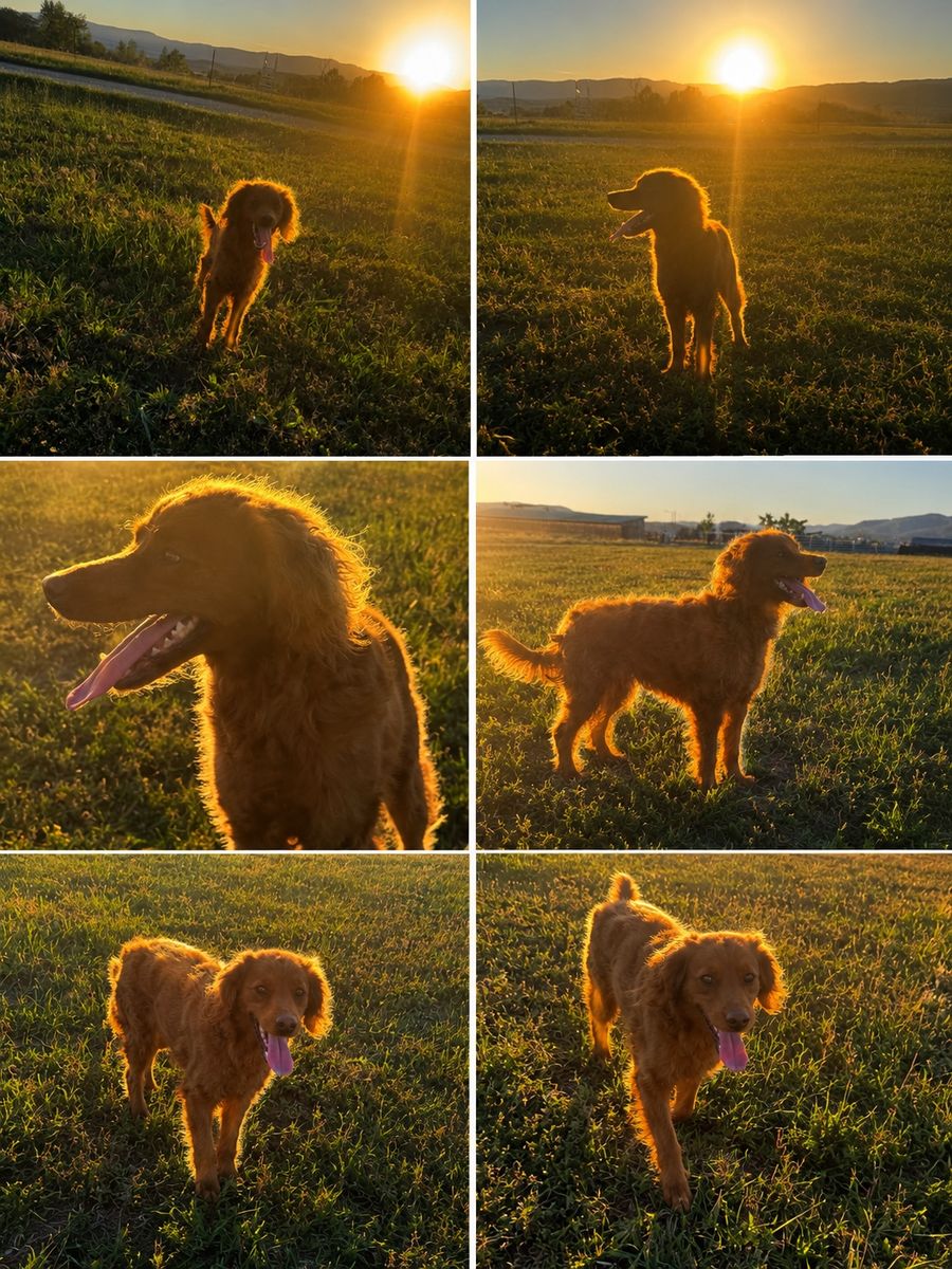 Mini Red golden doodle miniature hypoallergenic trained poodle guardian home companion animal medium cream goldendoodle