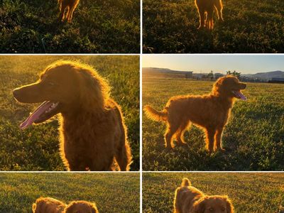 Mini Red golden doodle miniature hypoallergenic trained poodle guardian home companion animal medium cream goldendoodle