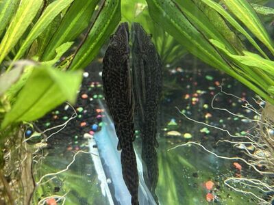 Common Pleco Need Gone