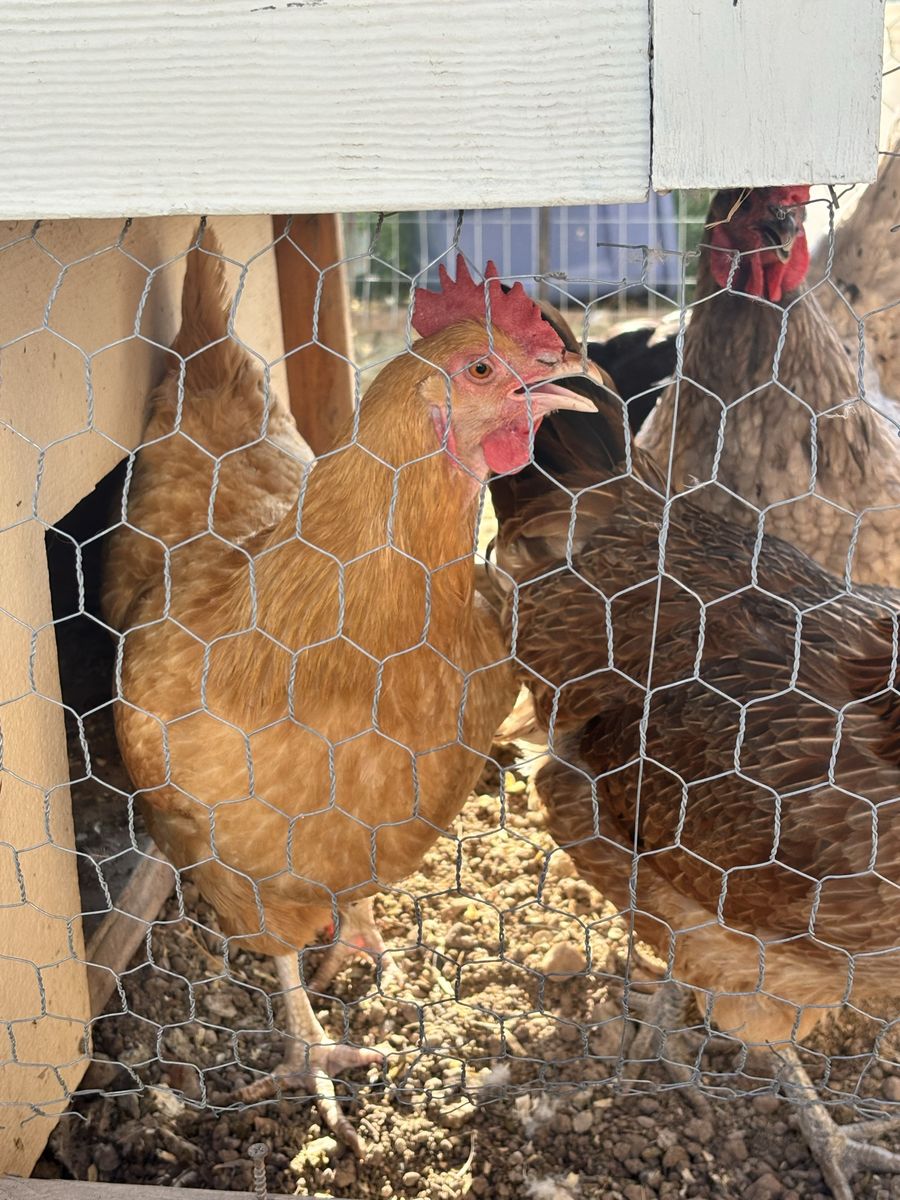 3 laying hens