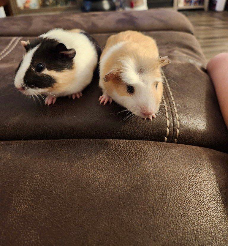 Adorable Baby Guinea Pigs 7 weeks old, one male and two female.  Healthy, and Ready for a New Home!