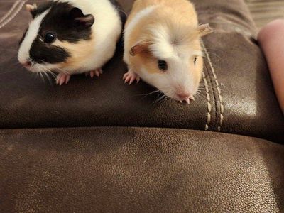 Adorable Baby Guinea Pigs 7 weeks old, one male and two female. Healthy, and Ready for a New Home!