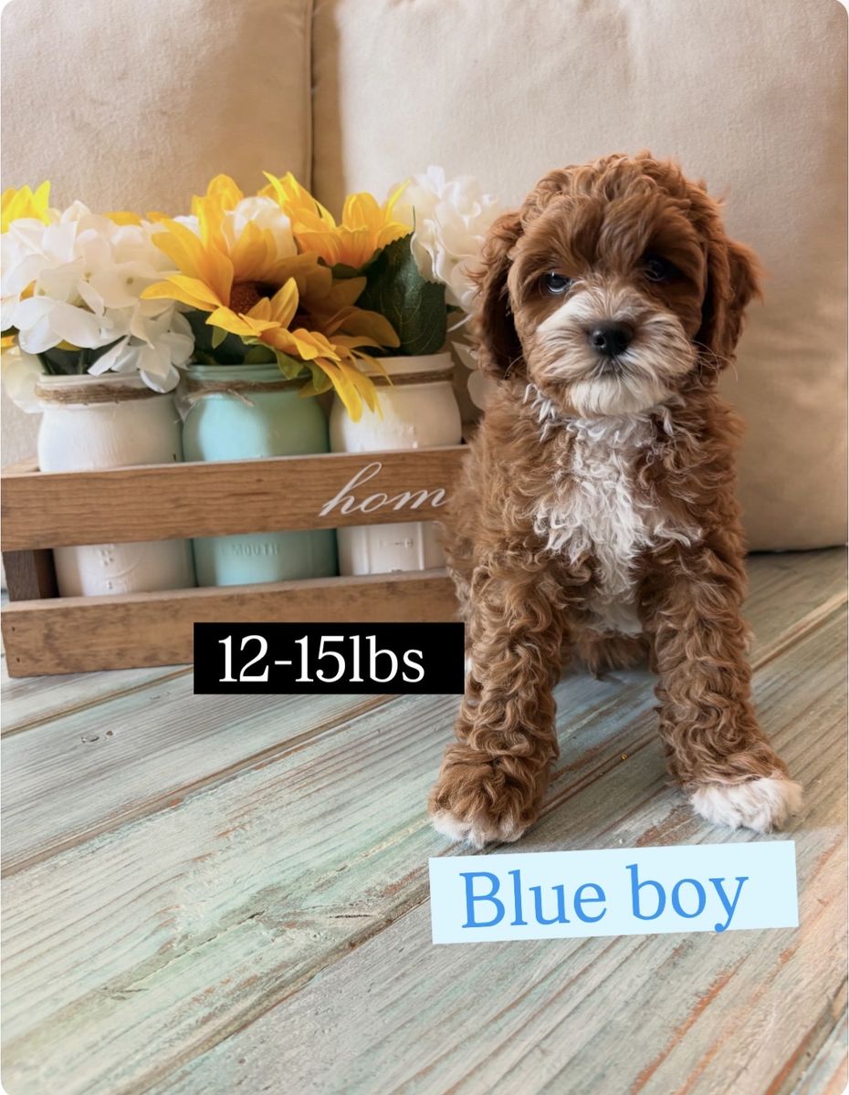 Adorable Cavapoo Puppy - Ready for a Forever Home!