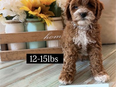 Adorable Cavapoo Puppy - Ready for a Forever Home!