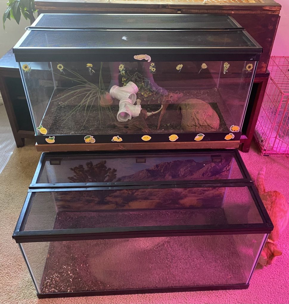 40 Gal Terrariums And Stands
