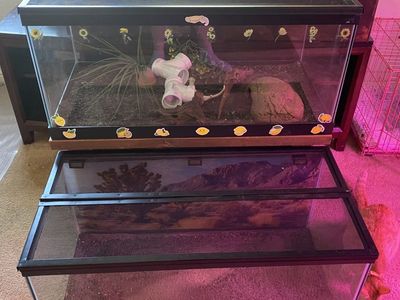 40 Gal Terrariums And Stands