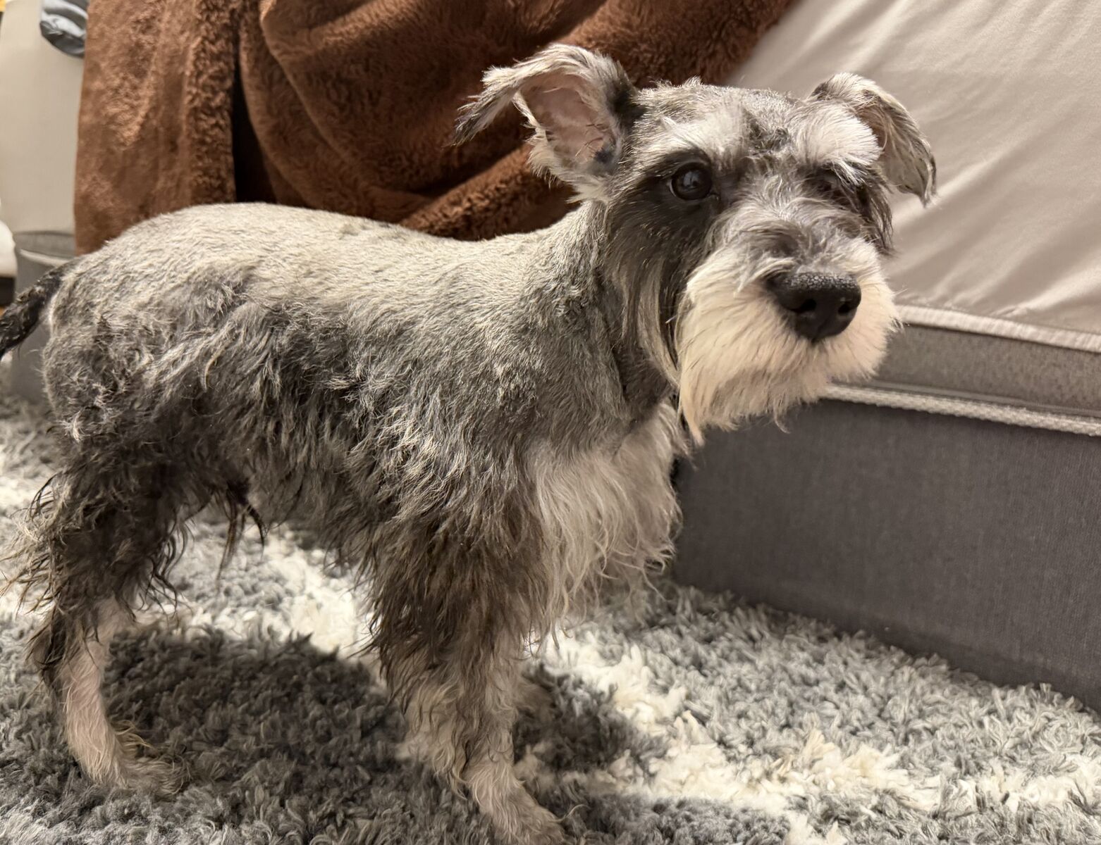Miniature schnauzer puppy