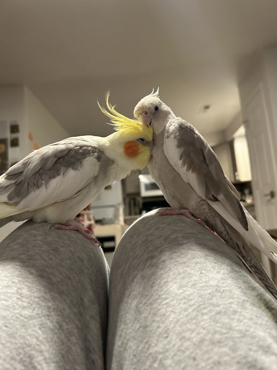 Two Bonded Cockatiels & Cage