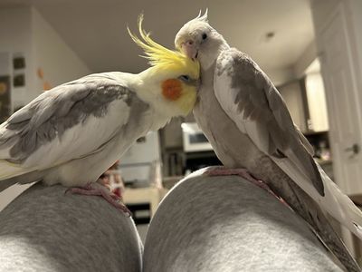 Two Bonded Cockatiels & Cage