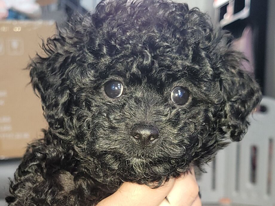 Micro Goldendoodle female puppy $50 off through Friday!