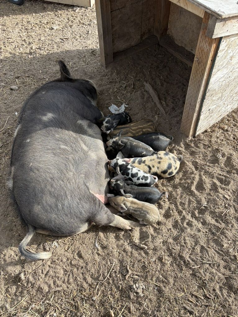 Kune Kune