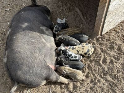 Kune Kune