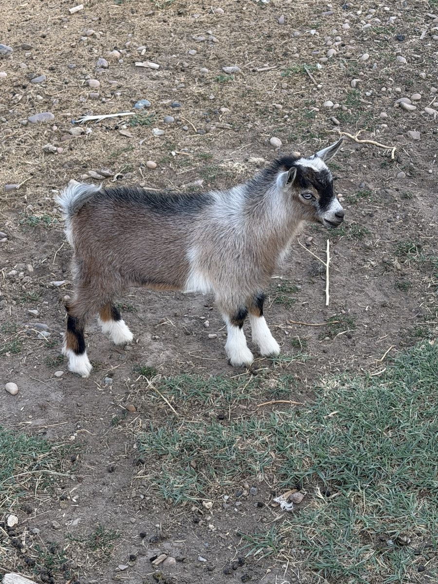 Male Nigerian dwarf goat