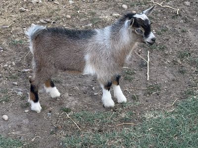 Male Nigerian dwarf goat