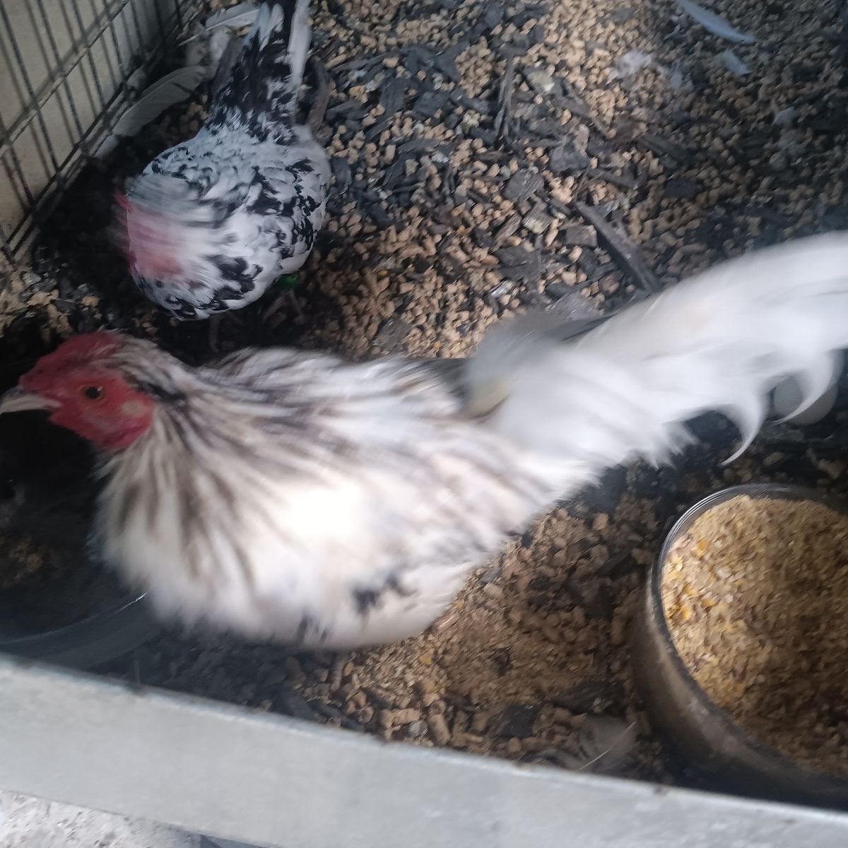 Azteca, awesome domino Azteca rooster up for sale asking 60 firm