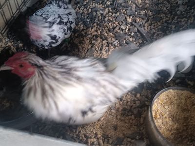 Azteca, awesome domino Azteca rooster up for sale asking 60 firm