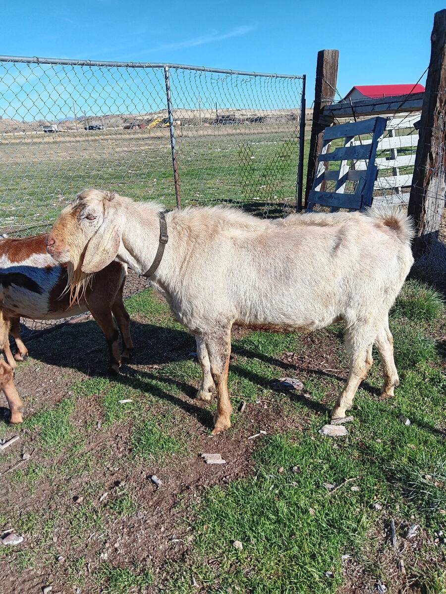Purebred nubian buck for stud service