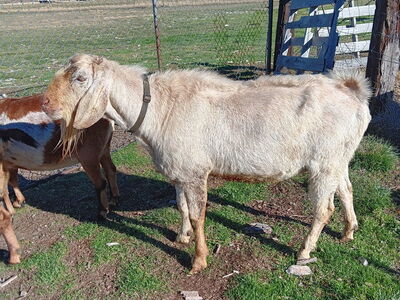 Purebred nubian buck for stud service