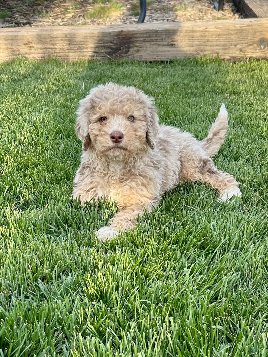 Mini Bernedoodles- In Time For Easter