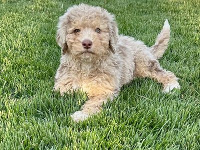 Mini Bernedoodles- In Time For Easter