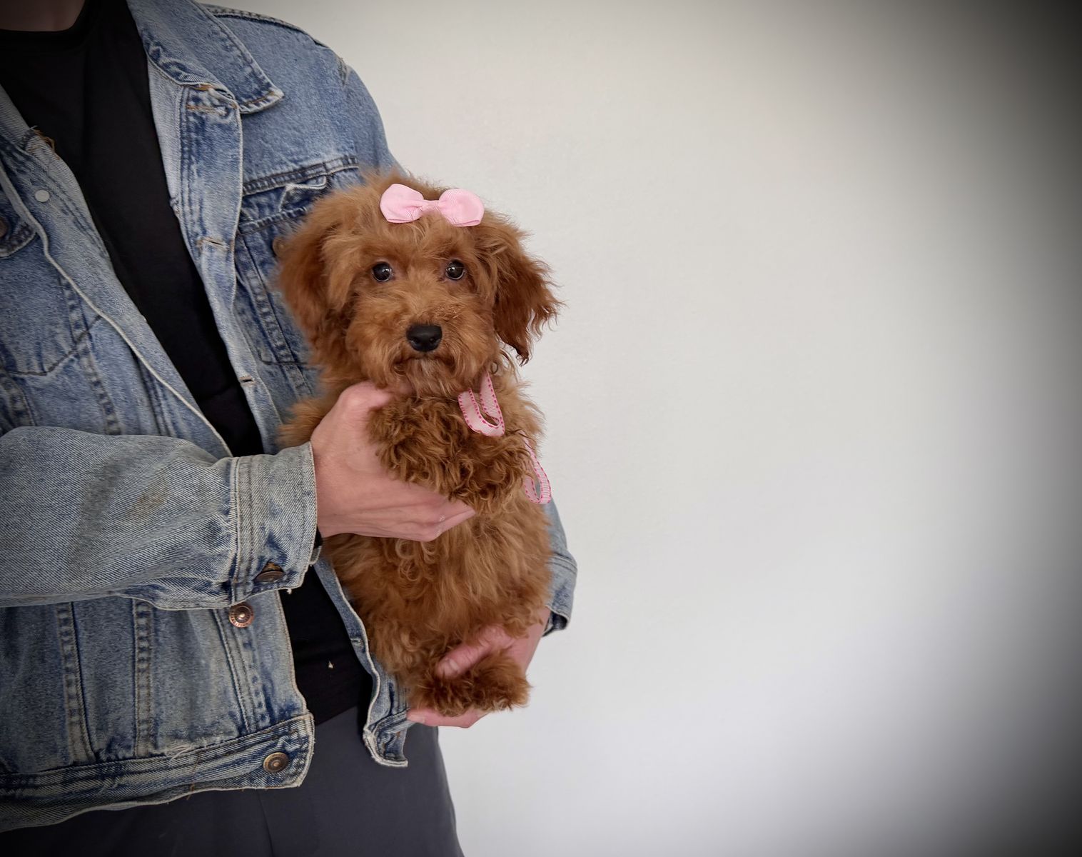 AKC toy mini poodle girl