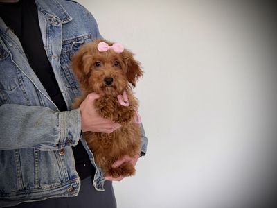 AKC toy mini poodle girl