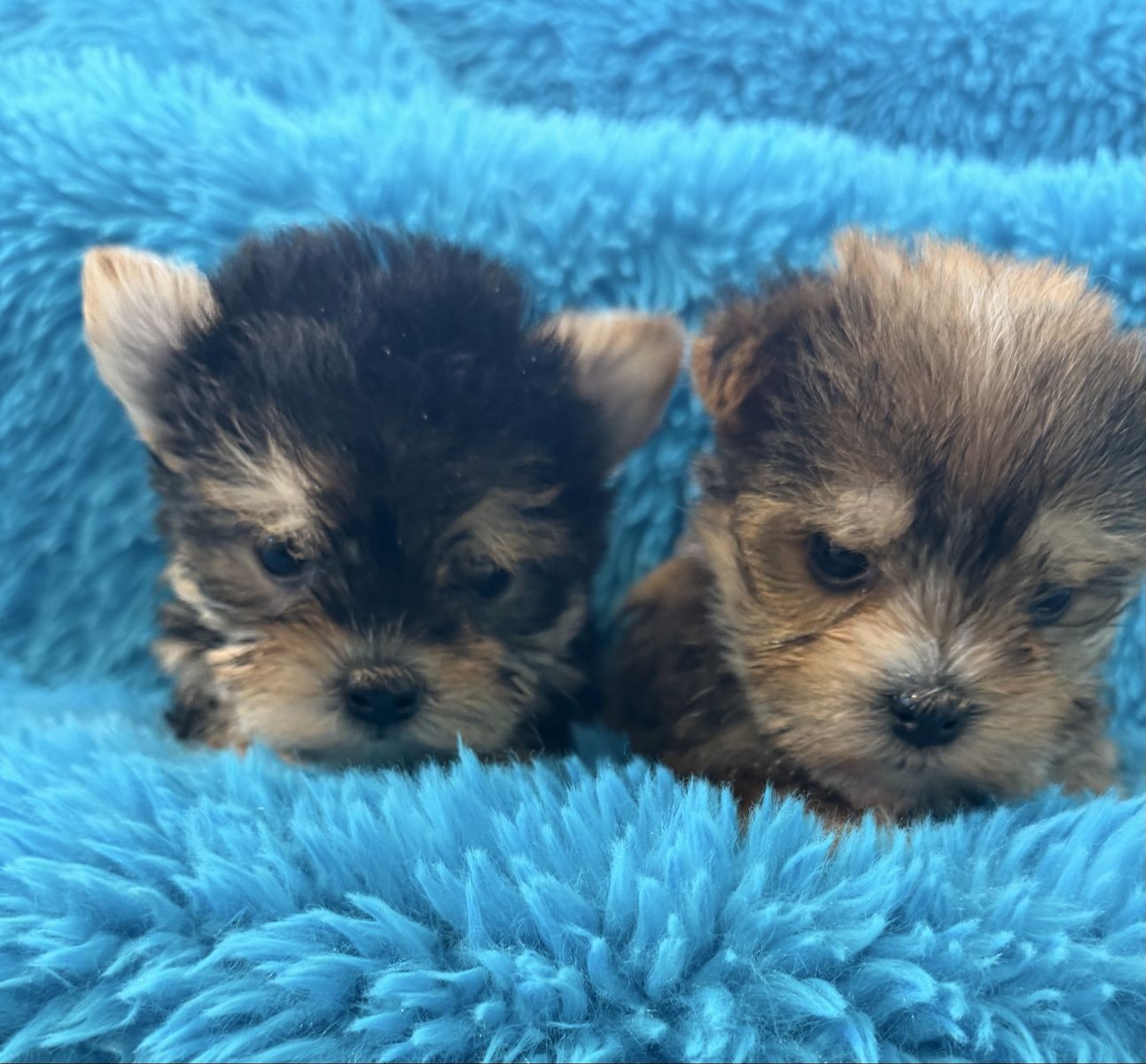 Extra Fluffy Adorable Yorkie Puppies Torkues