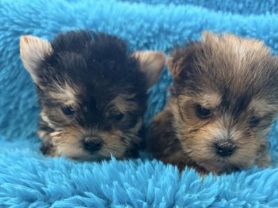 Extra Fluffy Adorable Yorkie Puppies Torkues