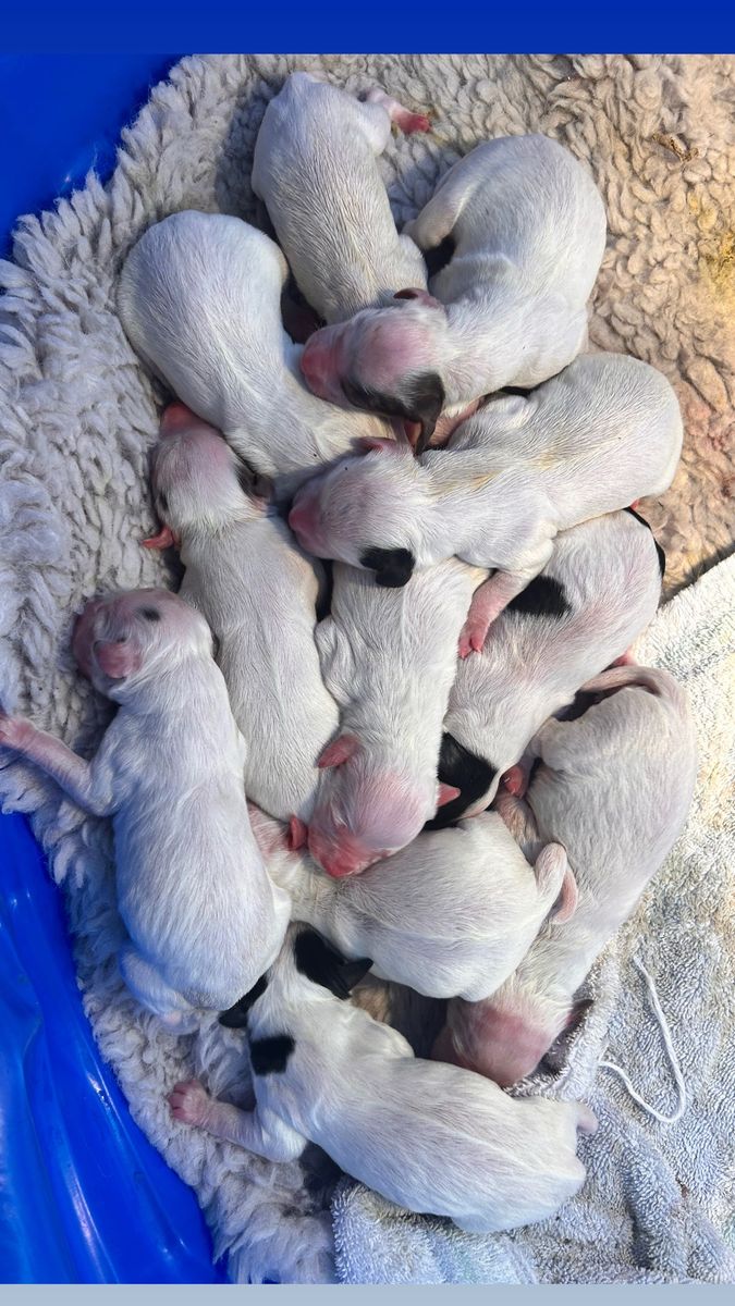UKC Registered Llewellin Setter Puppies