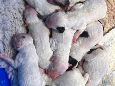UKC Registered Llewellin Setter Puppies