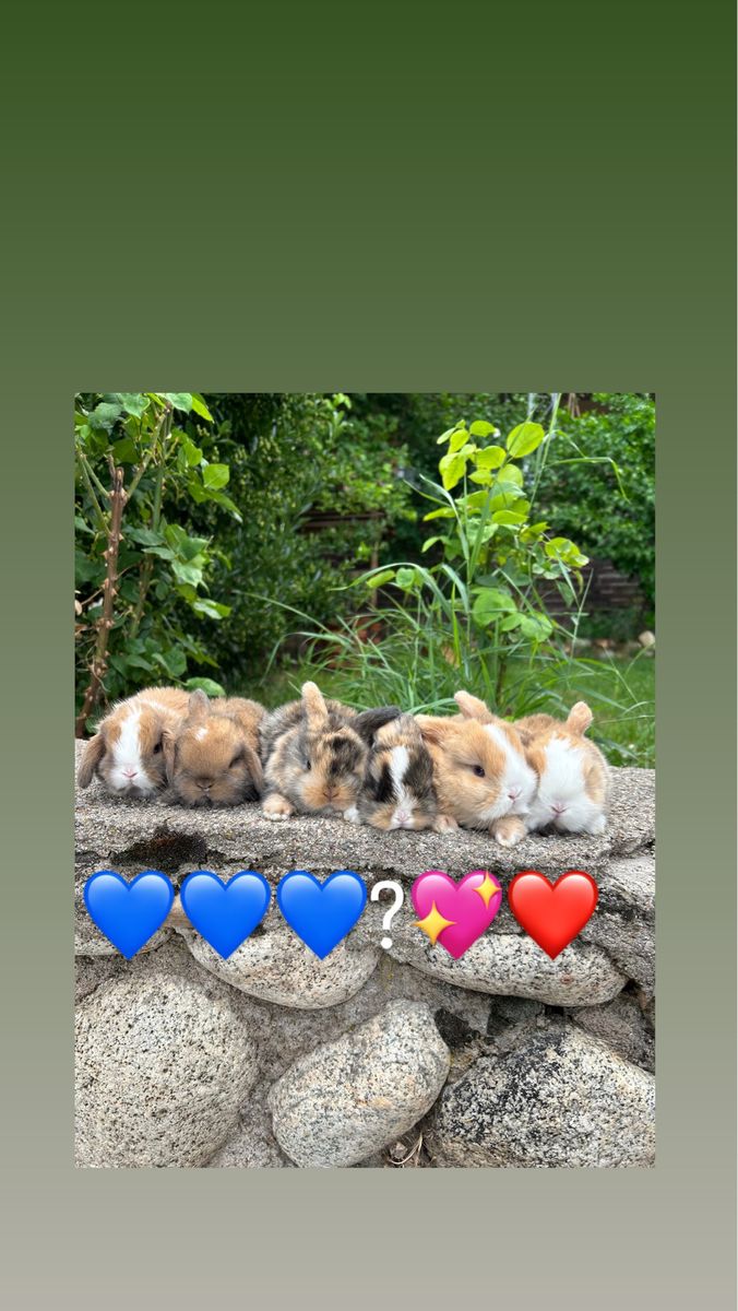 Holland Lop Babies (pedigree)