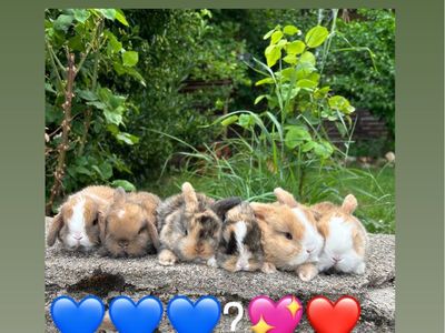 Holland Lop Babies (pedigree)