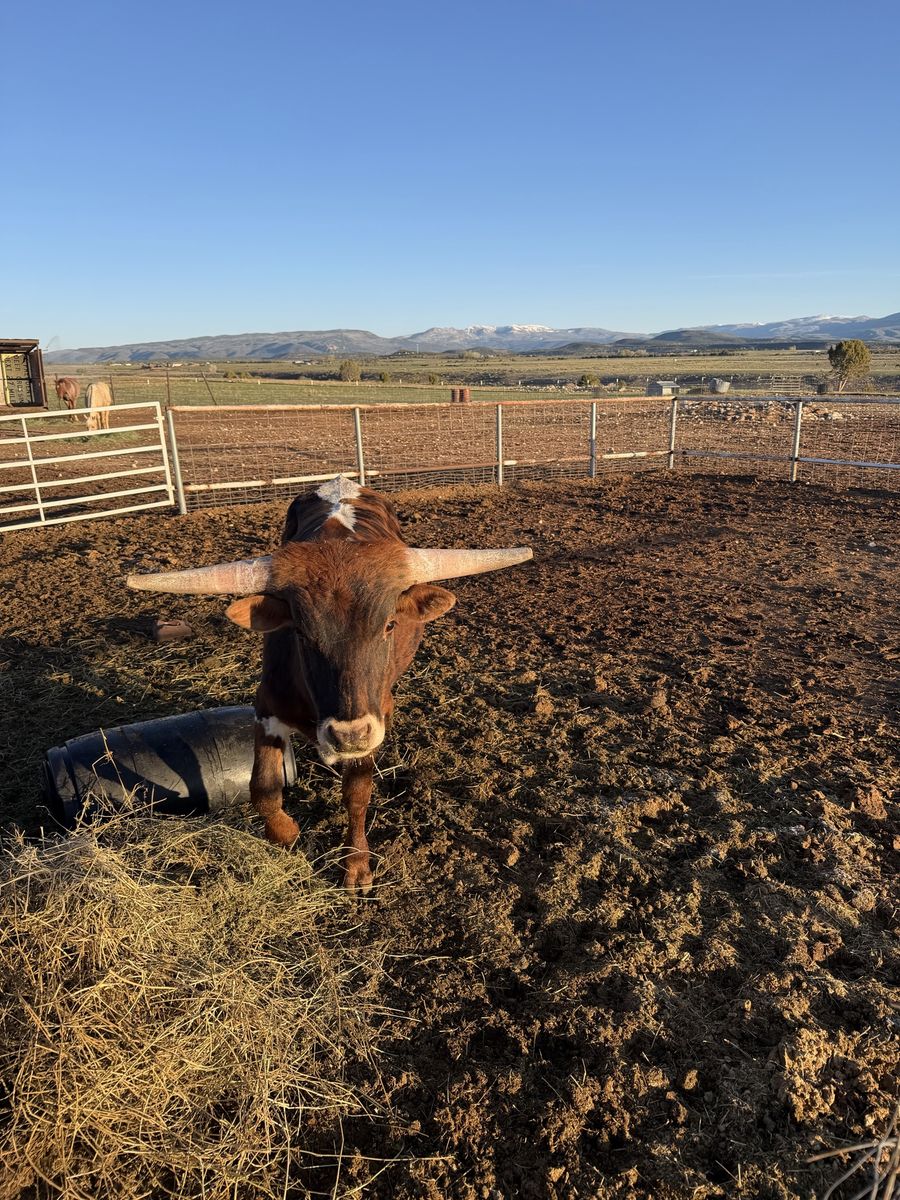 Longhorn Corriente cross