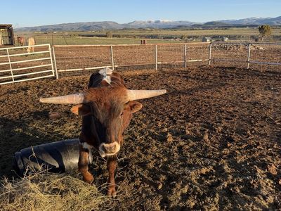 Longhorn Corriente cross