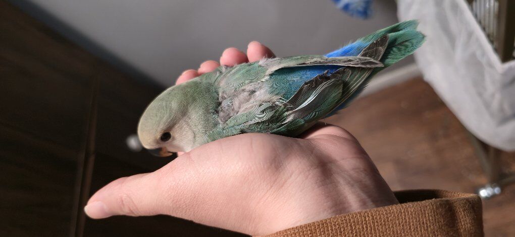 One peach face baby lovebird